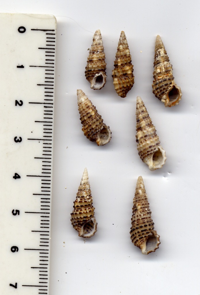 Cerithium scabridum